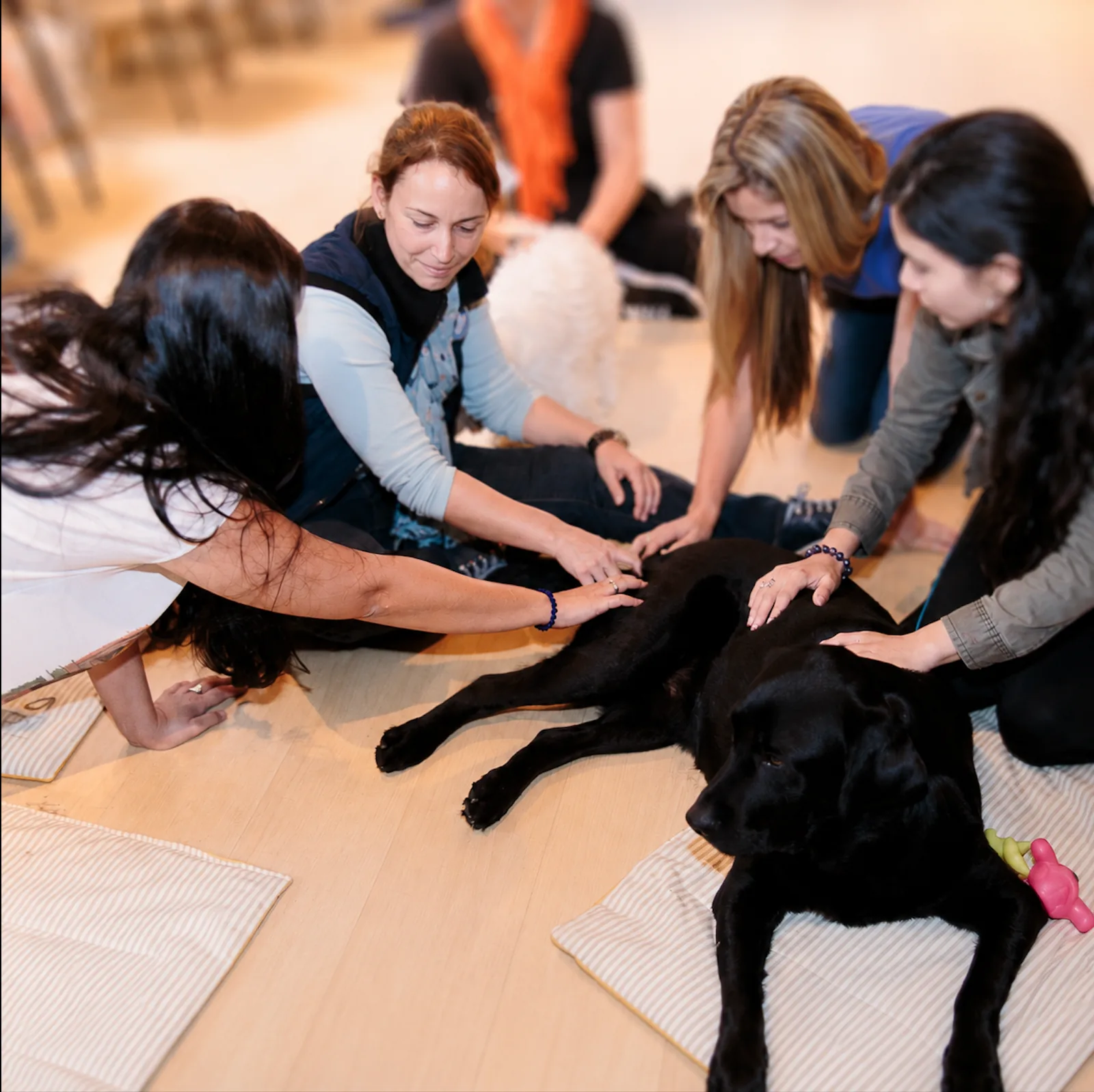 Dra. Themis com alunos durante aula prática de massagem em cães
