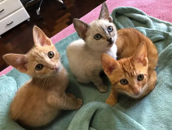Gatinhos resgatados